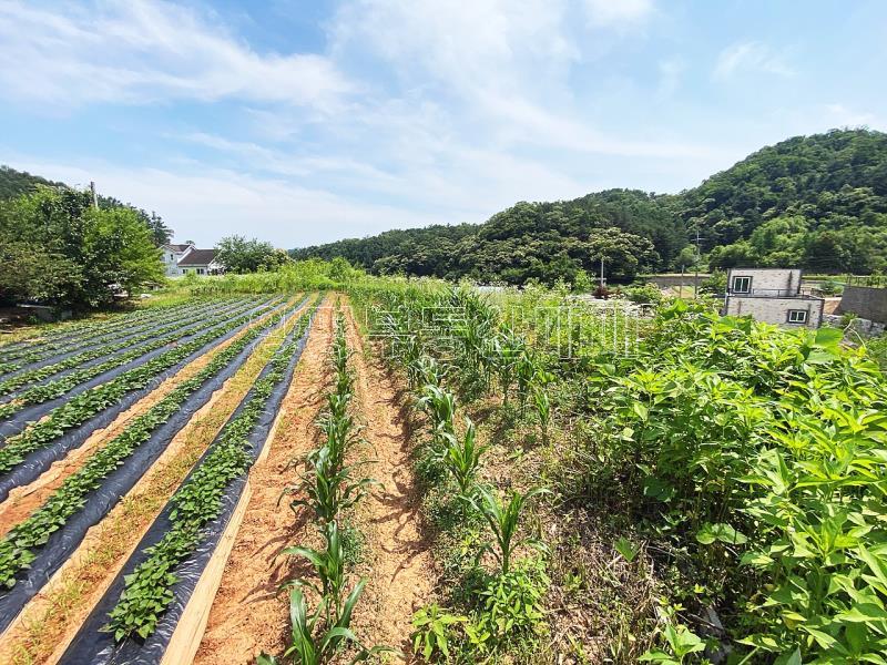 양평군 양서면 청계리 청계산 자락의 공기좋은 토지_14